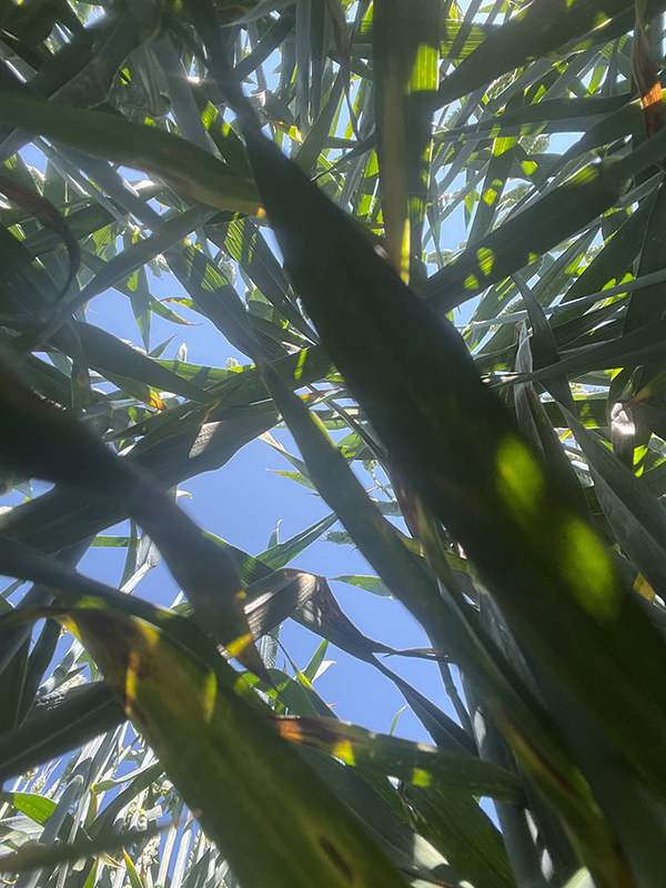 Kig nedefra og op i en hvedemark